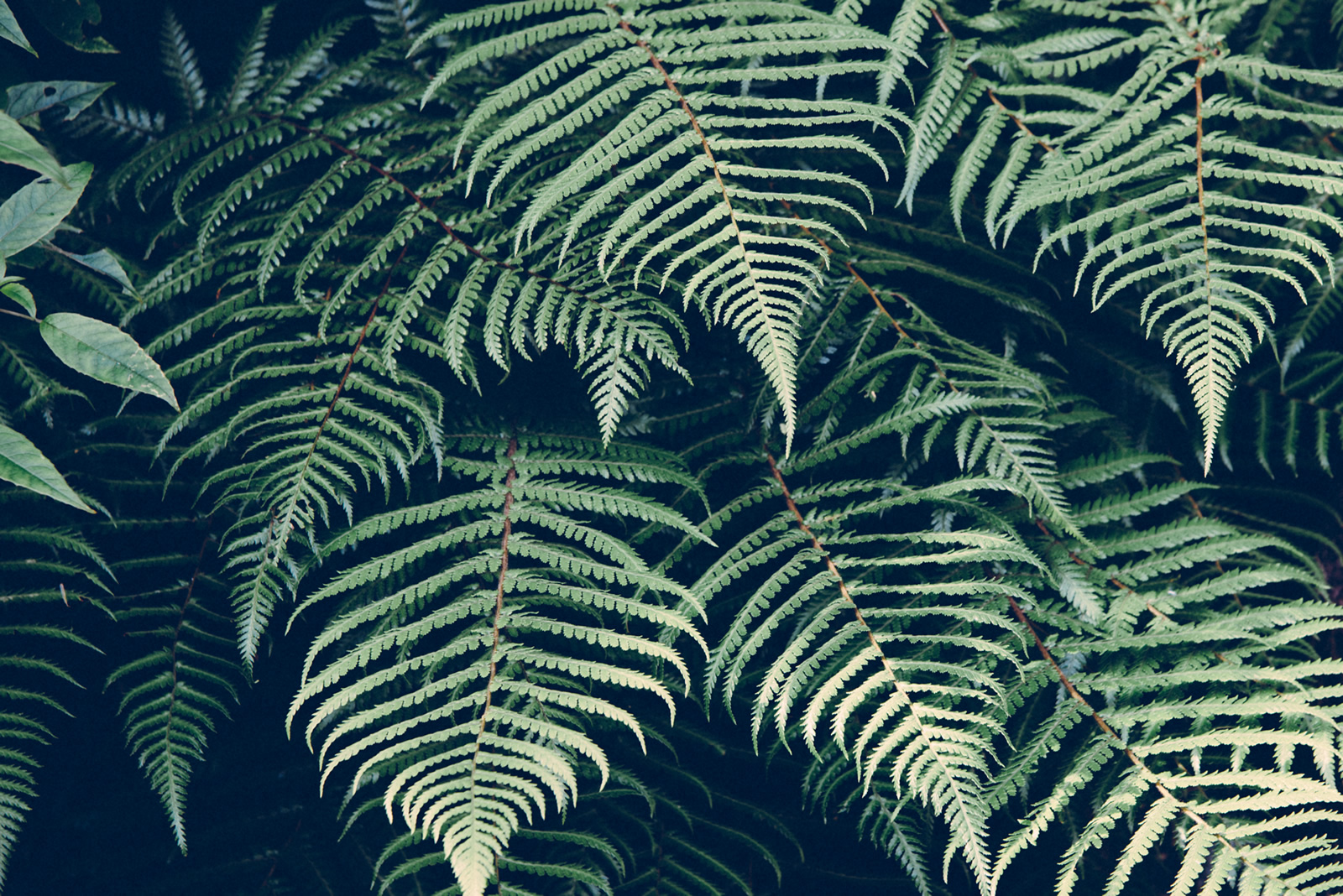 A close-up of green fern leaves